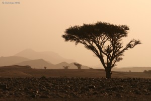 Rallye des Gazelles - Paysages marocains