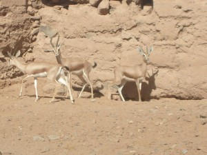 Stage de navigation - visite aux gazelles