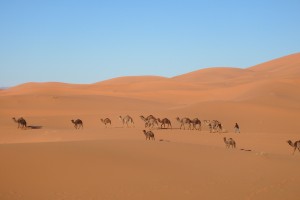 Stage rallye des gazelles - Speed evasion adventure 