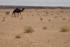 Rallye des gazelles 2017